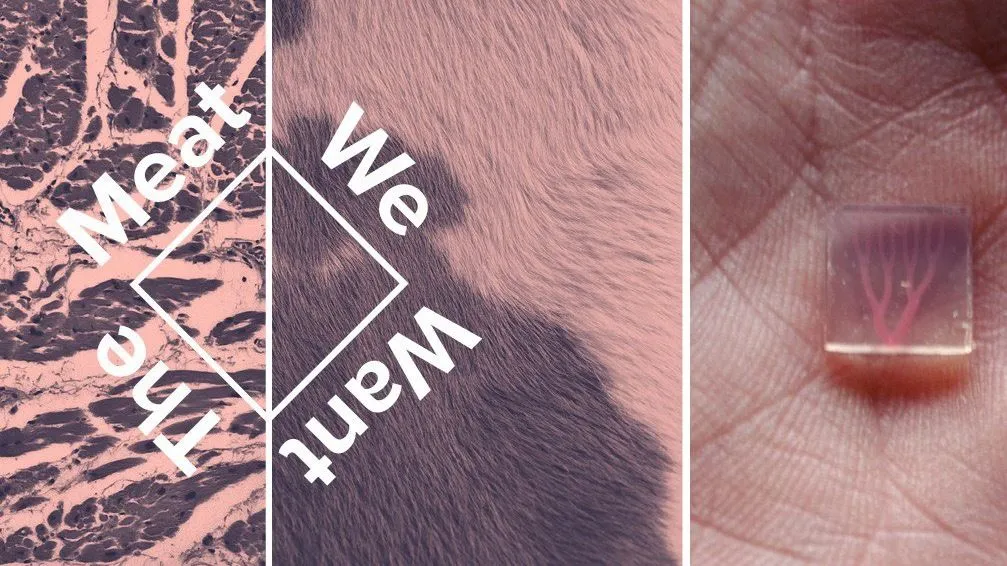 Cover image for Human-centered technology - Printed Organs & Synthetic Meat @ Speculative Futures Stuttgart Meetup (Organizer/Founding Member)